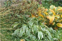 9678ed43-IMG_0490 vrt 5.jpg